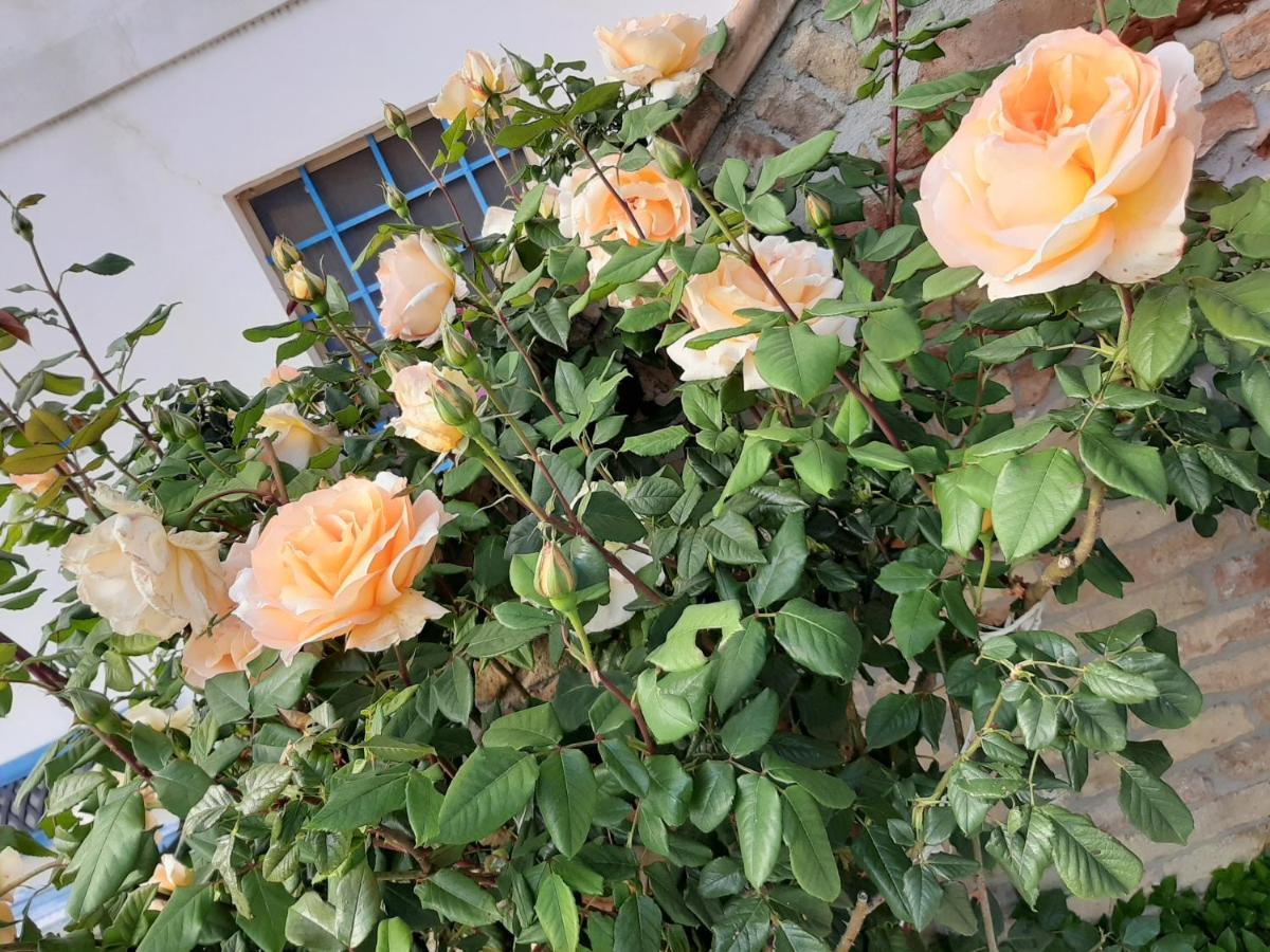 B&B La Casa In Campagna Collecorvino 외부 사진